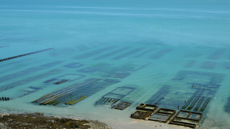 Oyster beds in shallow, clear water at low tide